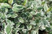 Cornus alba Sibirica Variegata
- Jardins du Monde.be