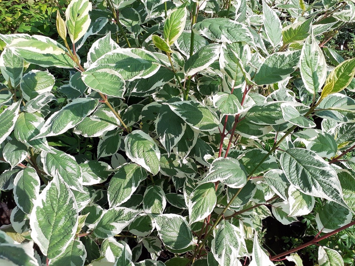 Variegated siberian dogwood