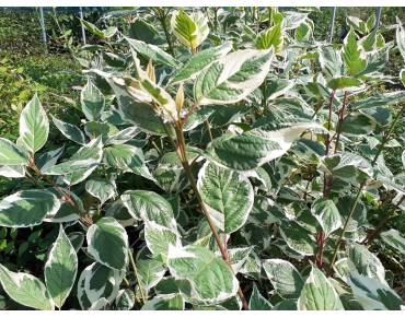 Hartriegel Sibirica Variegata - Cornus alba Sibirica Variegata