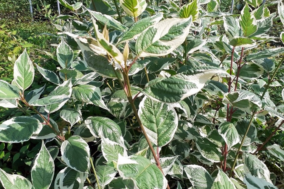 Cornus alba Sibirica Variegata
- Jardins du Monde.be Cornus alba Sibirica Variegata
- Jardins du Monde.be