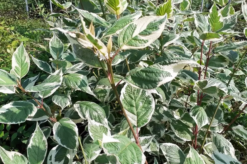 Cornus alba Sibirica Variegata
- Jardins du Monde.be