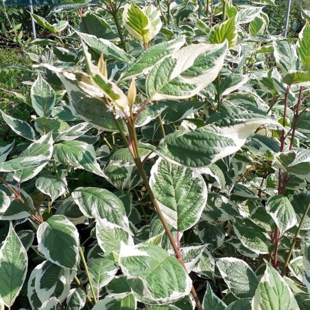 Cornus alba Sibirica Variegata
- Jardins du Monde.be