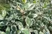 Cornus alba Sibirica Variegata
- Jardins du Monde.be