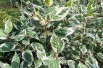 Cornus alba Sibirica Variegata
- Jardins du Monde.be