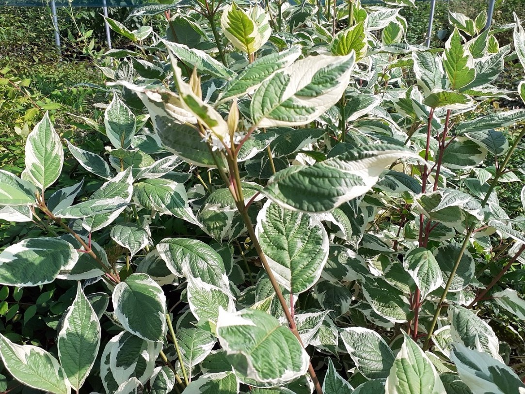 Variegated siberian dogwood