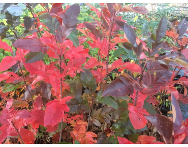 Sorbus Burka
