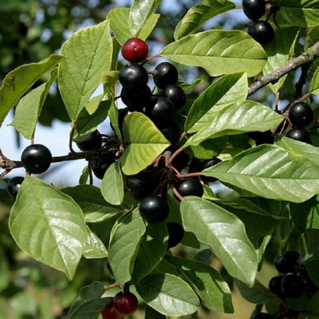 Frangula alnus - Sten Porse, CC BY-SA 3.0 via Wikimedia Commons