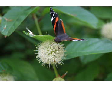 Cephalanthus occidentalis
- Jardins du Monde.be