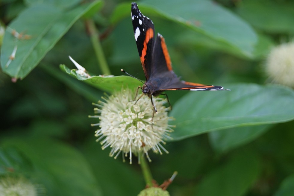 Cephalanthus occidentalis
- Jardins du Monde.be Cephalanthus occidentalis
- Jardins du Monde.be