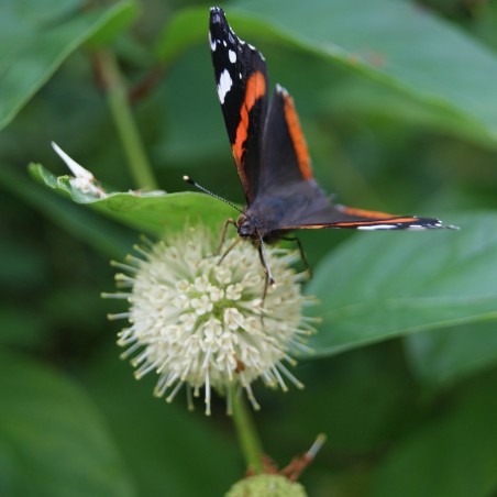 Cephalanthus occidentalis
- Jardins du Monde.be