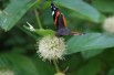 Cephalanthus occidentalis
- Jardins du Monde.be