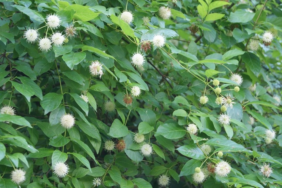 Cephalanthus occidentalis
- Jardins du Monde.be Cephalanthus occidentalis
- Jardins du Monde.be