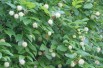 Cephalanthus occidentalis
- Jardins du Monde.be