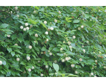Cephalanthus occidentalis
- Jardins du Monde.be