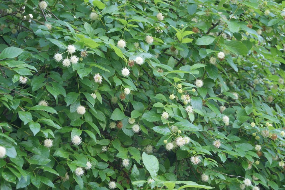 Cephalanthus occidentalis
- Jardins du Monde.be Cephalanthus occidentalis
- Jardins du Monde.be