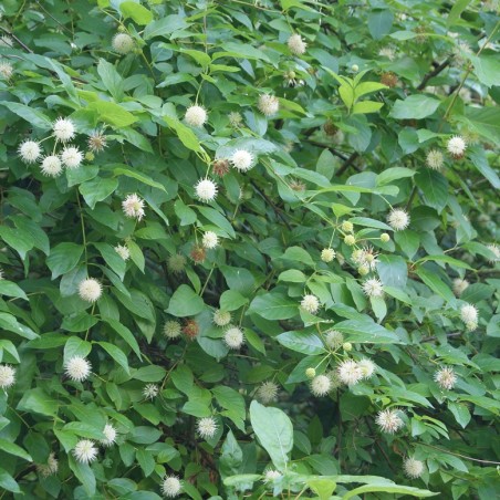 Cephalanthus occidentalis
- Jardins du Monde.be