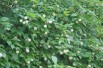 Cephalanthus occidentalis
- Jardins du Monde.be