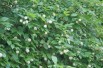 Cephalanthus occidentalis
- Jardins du Monde.be