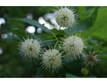Cephalanthus occidentalis
- Jardins du Monde.be