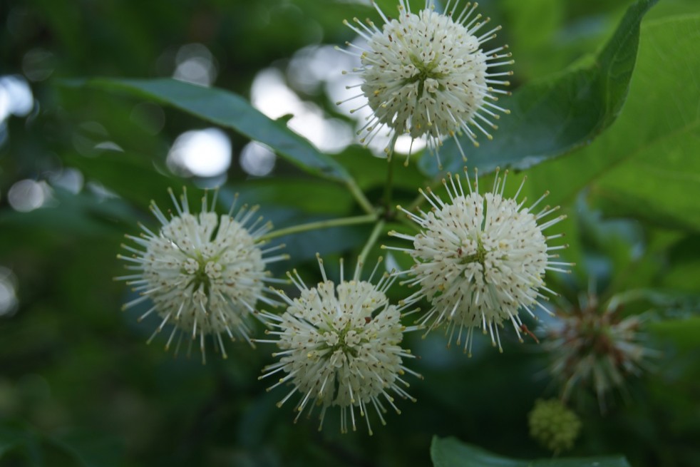 Cephalanthus occidentalis
- Jardins du Monde.be Cephalanthus occidentalis
- Jardins du Monde.be