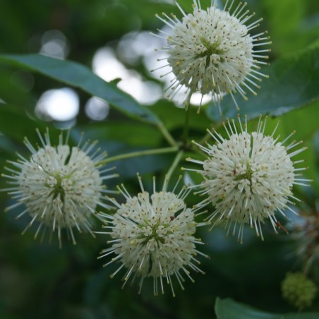Westlicher Knopfbusch - Cephalanthus occidentalis