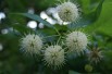 Cephalanthus occidentalis
- Jardins du Monde.be