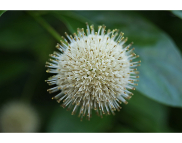 Cephalanthus occidentalis
- Jardins du Monde.be