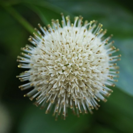 Westlicher Knopfbusch - Cephalanthus occidentalis