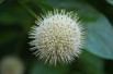 Cephalanthus occidentalis
- Jardins du Monde.be