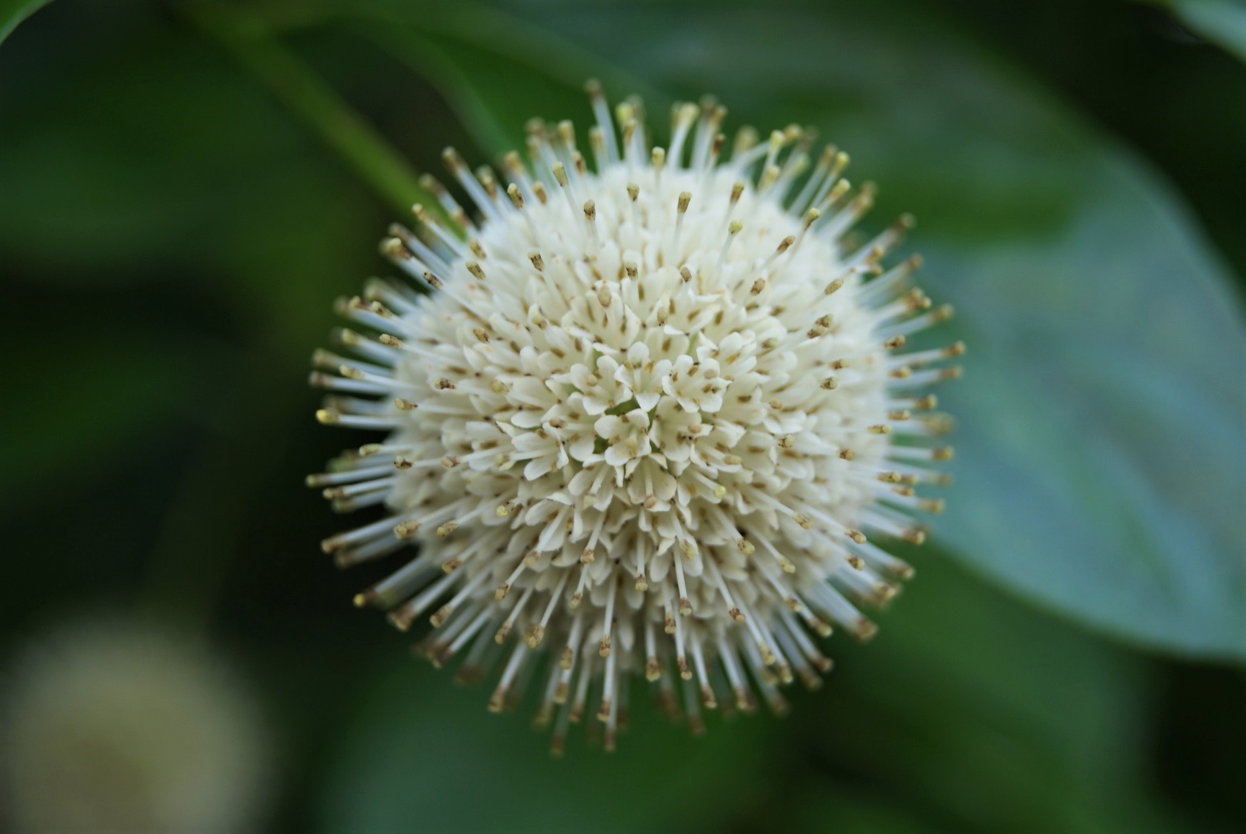 Kogelbloem - Cephalanthus occidentalis