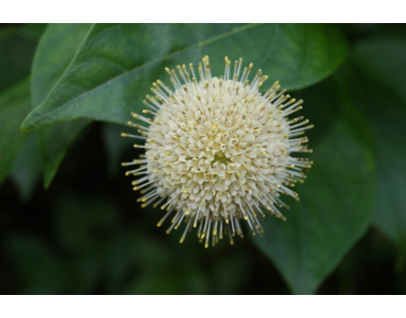 Cephalanthus occidentalis
- Jardins du Monde.be