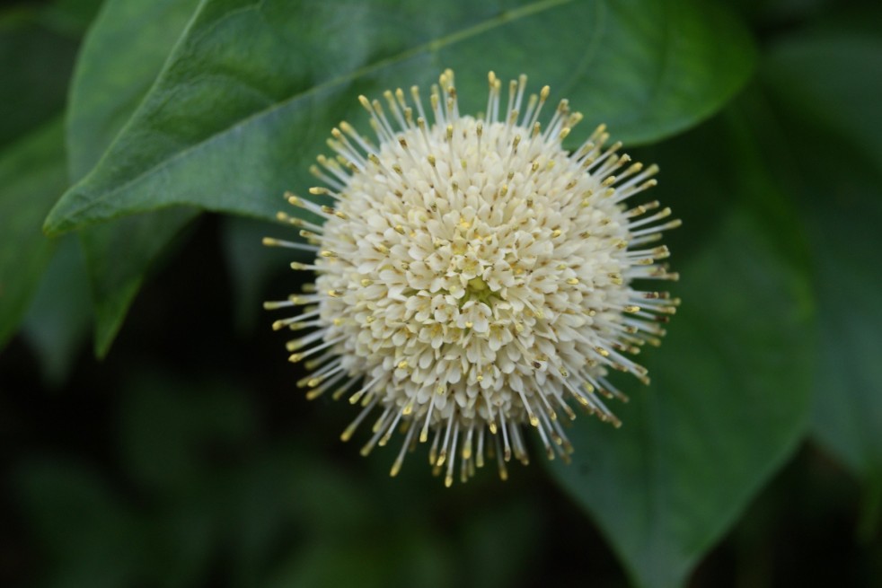 Cephalanthus occidentalis
- Jardins du Monde.be