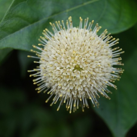 Cephalanthus occidentalis
- Jardins du Monde.be