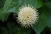 Cephalanthus occidentalis
- Jardins du Monde.be