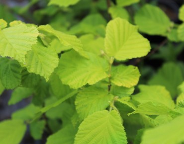 Corylus avellana Aurea - Jardins du Monde.be