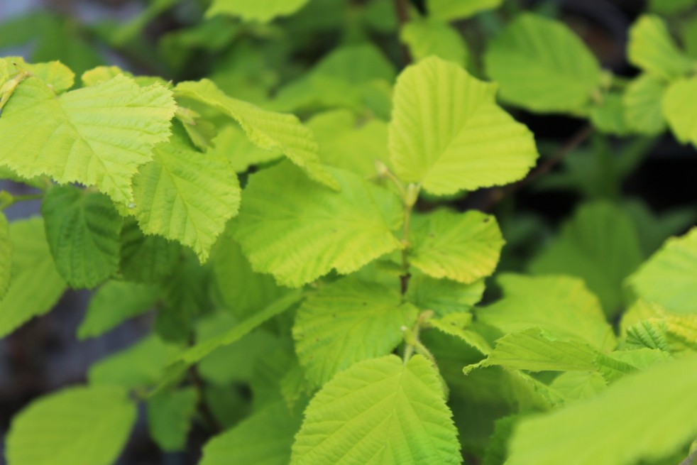 Corylus avellana Aurea - Jardins du Monde.be