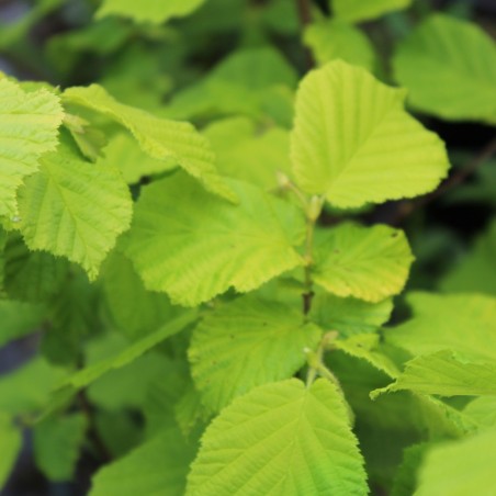 Corylus avellana Aurea - Jardins du Monde.be