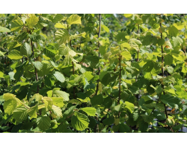 Corylus avellana Aurea - Jardins du Monde.be