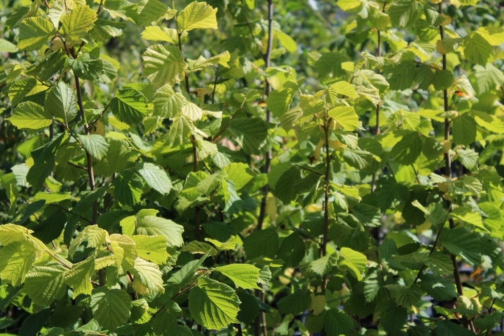 Corylus avellana Aurea - Jardins du Monde.be