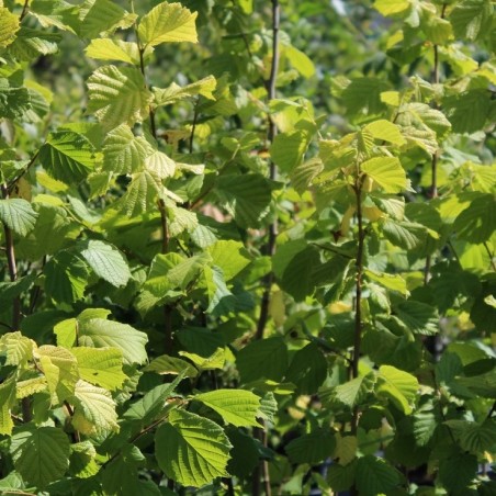 Corylus avellana Aurea - Jardins du Monde.be