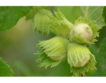 Noisetier doré - Corylus avellana Aurea