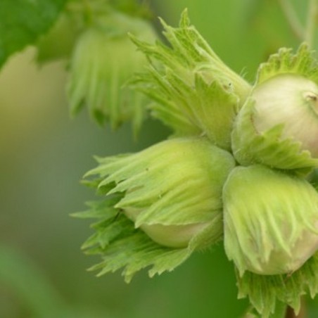 Golden hazel tree - Corylus avellana Aurea