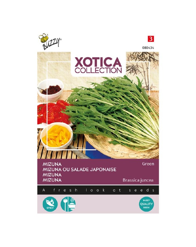 Mizuna, salade Japonaise Brassica rapa nipposinica var. japonica