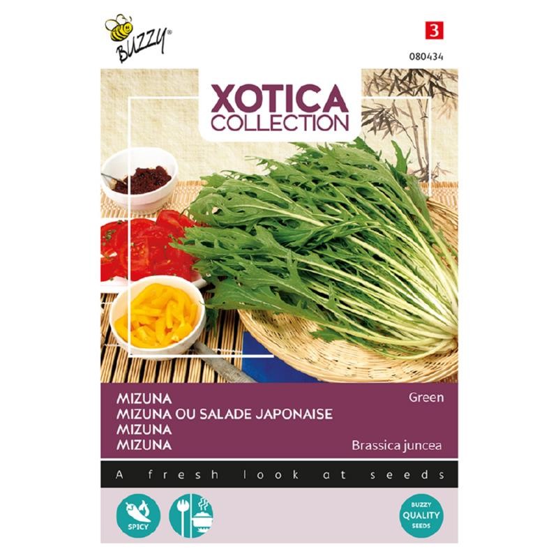 Mizuna, salade Japonaise