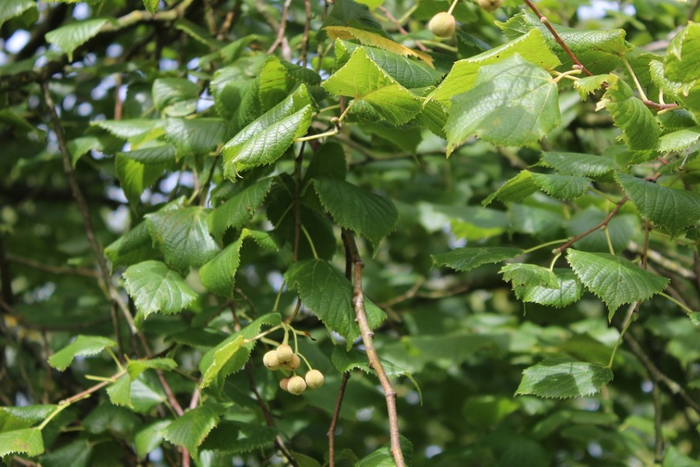 Tilia platyphyllos Tilia platyphyllos