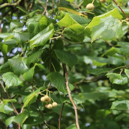 Tilia platyphyllos