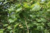 Tilia platyphyllos