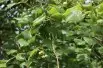 Tilia platyphyllos