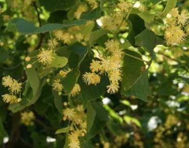 Tilia platyphyllos