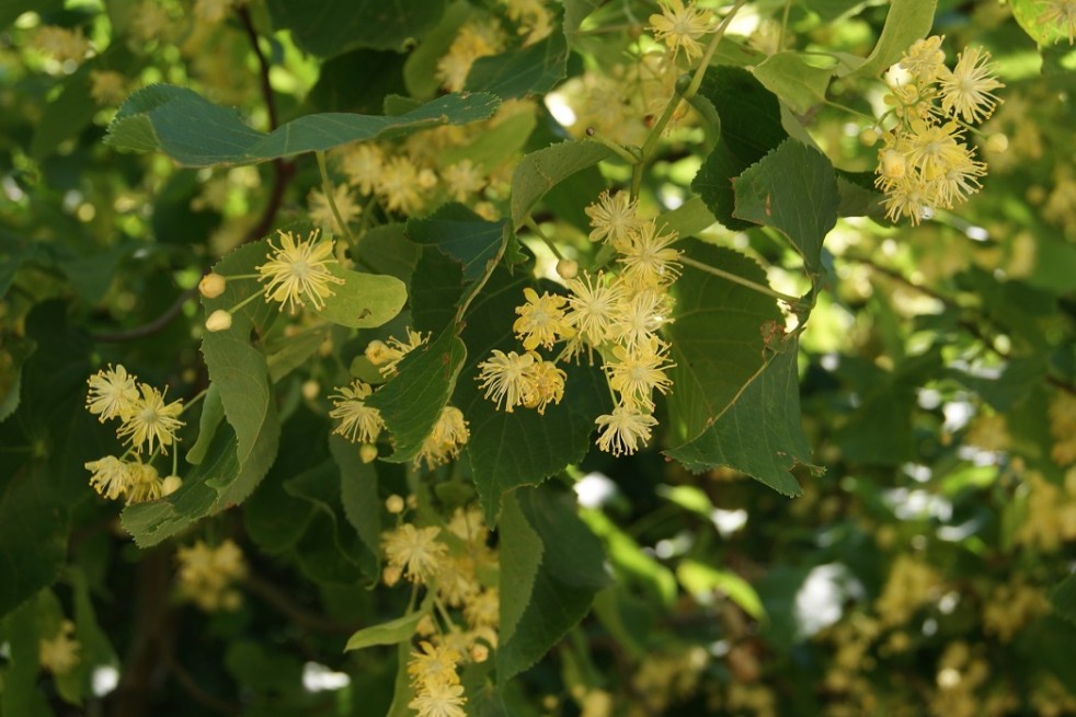 Tilia platyphyllos Tilia platyphyllos
